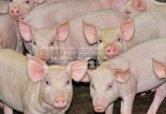 福建平和安厚镇强力推进生猪养殖污染治理