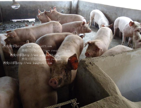 2018年生猪销售情况：龙大肉食4月份销售生猪2.7万头